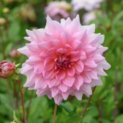The Big Six Dahlia Collection -Olivia Plants Sales x600 36920