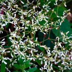 Apricot Allegro Annual Collection -Olivia Plants Sales x600 36926