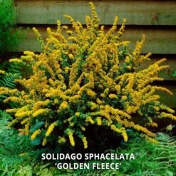 Start A Garden For Butterflies 20 Start A Garden For Butterflies -Olivia Plants Sales x600 37155