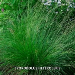 Start A Garden For Butterflies 21 Start A Garden For Butterflies -Olivia Plants Sales x600 37156