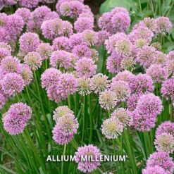 Start A Garden For Butterflies 19 Start A Garden For Butterflies -Olivia Plants Sales x600 37157