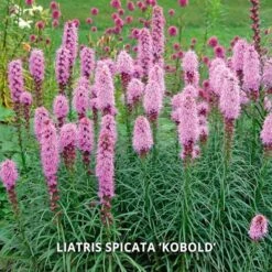 Start A Garden For Butterflies 17 Start A Garden For Butterflies -Olivia Plants Sales x600 37159