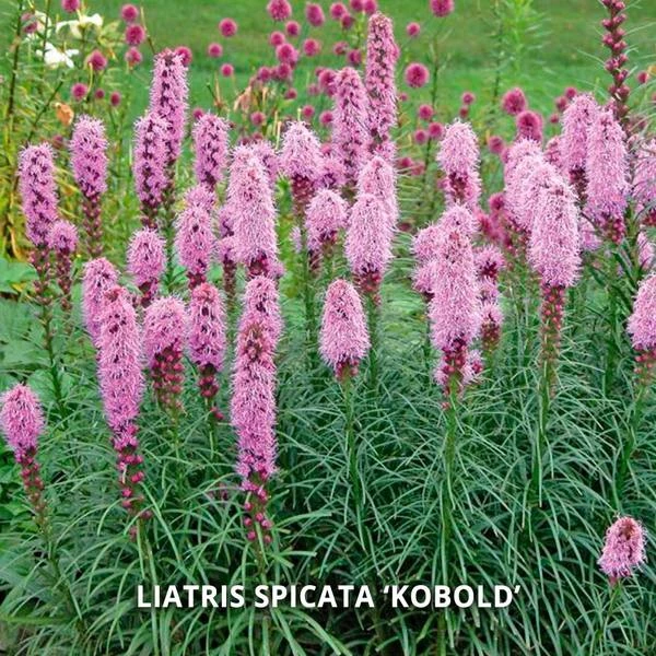 Start A Garden For Butterflies 6 Start A Garden For Butterflies - Image 6