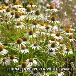 Start A Garden For Butterflies 15 Start A Garden For Butterflies -Olivia Plants Sales x600 37160