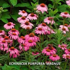 Start A Garden For Butterflies 14 Start A Garden For Butterflies -Olivia Plants Sales x600 37161