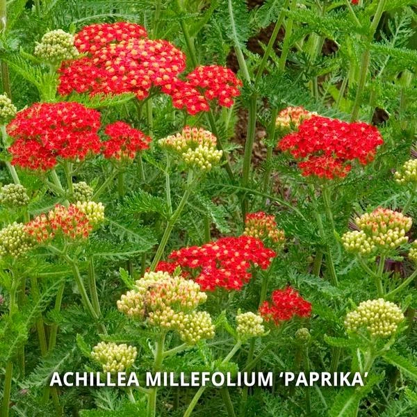 Start A Garden For Butterflies 2 Start A Garden For Butterflies - Image 2