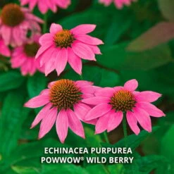 Start A Garden For Butterflies 16 Start A Garden For Butterflies -Olivia Plants Sales x600 37186