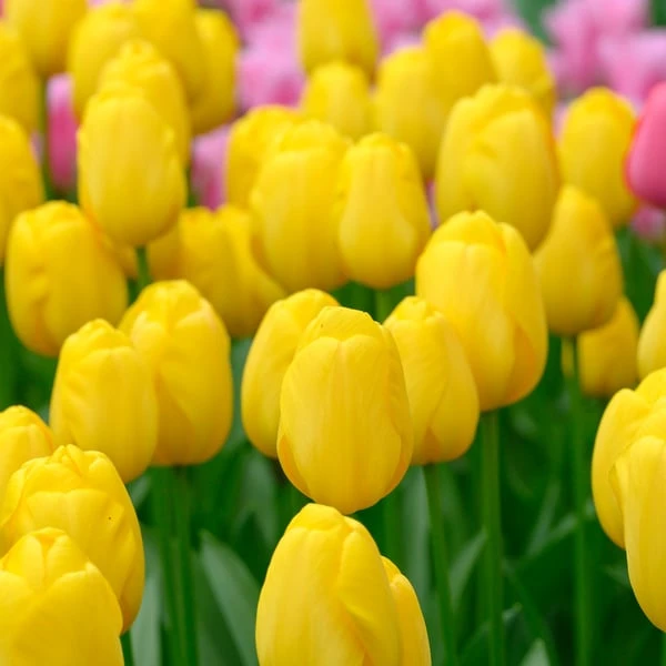 Tulip 'Novi Sun' 2 Tulip 'Novi Sun' - Image 2