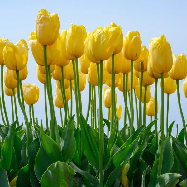 Tulip 'Novi Sun' 3 Tulip 'Novi Sun' - Image 3