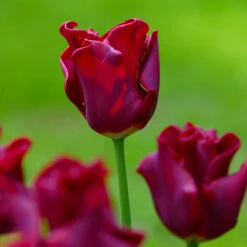 Tulip 'Red Dress' 9 Tulip 'Red Dress' -Olivia Plants Sales x600 37415