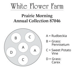 Prairie Morning Annual Collection -Olivia Plants Sales x600 37452