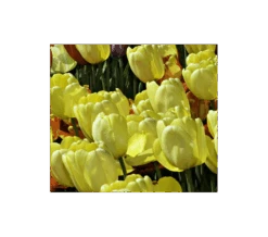 Strike Up The Band Perennial Tulip Collection -Olivia Plants Sales x600 3750