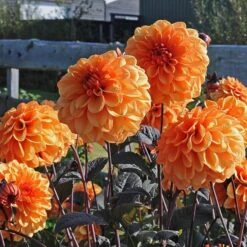 Dahlia 'David Howard' -Olivia Plants Sales x600 37666