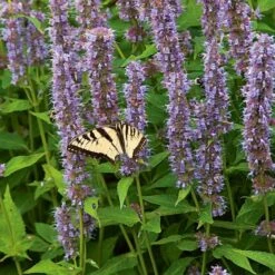 Agastache 'Blue Fortune' -Olivia Plants Sales x600 37683