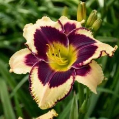 Sultry Eyes Hemerocallis Mix -Olivia Plants Sales x600 37835