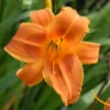 Sunset Glow Daylily Mix