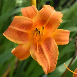 Sunset Glow Daylily Mix