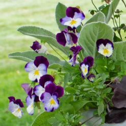 September Sweethearts Fall Collection -Olivia Plants Sales x600 37861