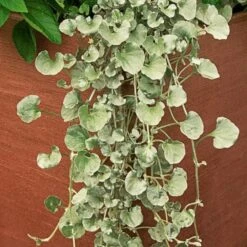 September Sweethearts Fall Collection -Olivia Plants Sales x600 37864