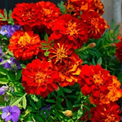 Spicy Kale Fall Collection 7 Spicy Kale Fall Collection -Olivia Plants Sales x600 37868