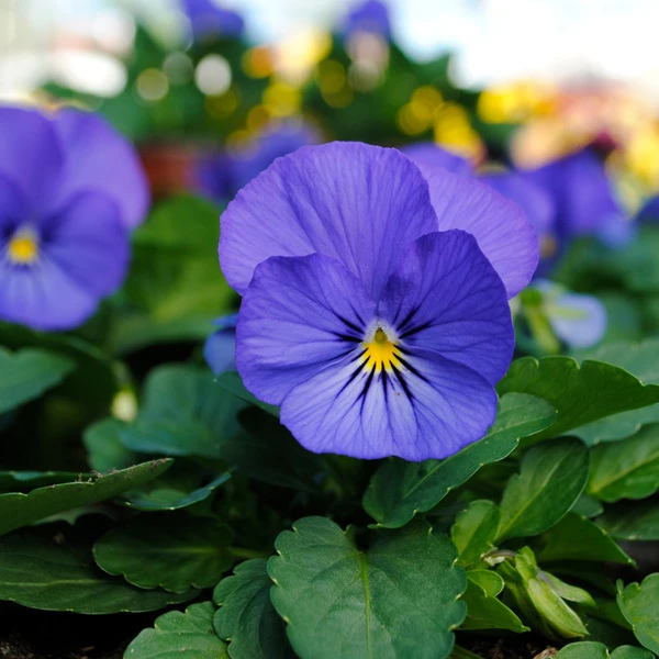 Spicy Kale Fall Collection 4 Spicy Kale Fall Collection - Image 4