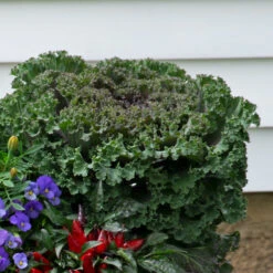 Spicy Kale Fall Collection 9 Spicy Kale Fall Collection -Olivia Plants Sales x600 37870