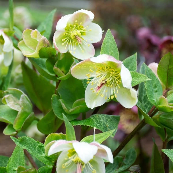 Helleborus Frostkiss® Molly's White 2 Helleborus Frostkiss® Molly's White - Image 2