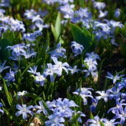 Chionodoxa Forbesii -Olivia Plants Sales x600 37965