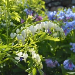 Dicentra Spectabilis 'Alba'