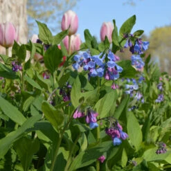 Mertensia Virginica -Olivia Plants Sales x600 38012