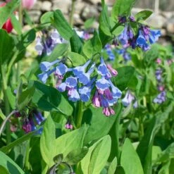 Mertensia Virginica -Olivia Plants Sales x600 38013