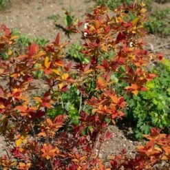 Spiraea Japonica Double Play® Candy Corn® -Olivia Plants Sales x600 38015