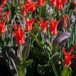 Tulip 'Rigas Barikades' -Olivia Plants Sales x600 38019
