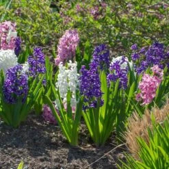 Hyacinthus May Day Bouquet Mix -Olivia Plants Sales x600 38025