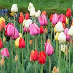 White Flower Farm Classic Perennial Tulip Mix -Olivia Plants Sales x600 38084