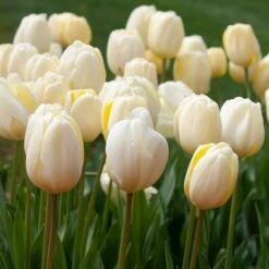 White Flower Farm Classic Perennial Tulip Mix -Olivia Plants Sales x600 38095