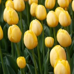 White Flower Farm Classic Perennial Tulip Mix -Olivia Plants Sales x600 38096