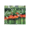 Fritillaria Imperialis 'Rubra Maxima'