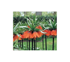 Fritillaria Imperialis 'Rubra Maxima'