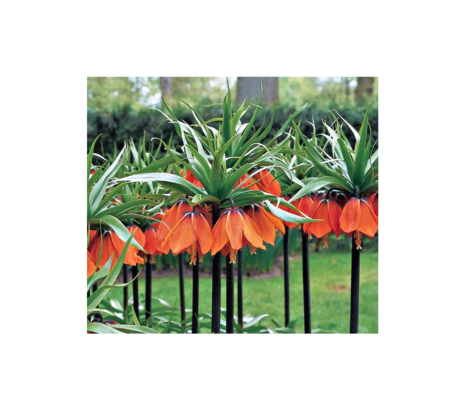 Fritillaria Imperialis 'Rubra Maxima' 1 Fritillaria Imperialis 'Rubra Maxima'