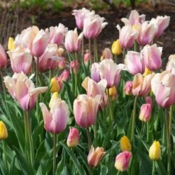 Tulip 'Blushing Impression' -Olivia Plants Sales x600 38103