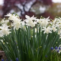 Narcissus 'Thalia' -Olivia Plants Sales x600 38108
