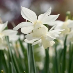 Narcissus 'Thalia' -Olivia Plants Sales x600 38109