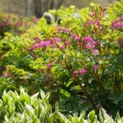 Dicentra Spectabilis -Olivia Plants Sales x600 38116