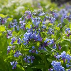 Mertensia Virginica -Olivia Plants Sales x600 38118