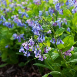 Mertensia Virginica -Olivia Plants Sales x600 38119