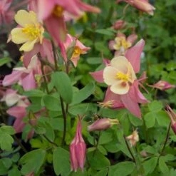 Aquilegia 'Swan Pink And Yellow' 8 Aquilegia 'Swan Pink And Yellow' -Olivia Plants Sales x600 38143