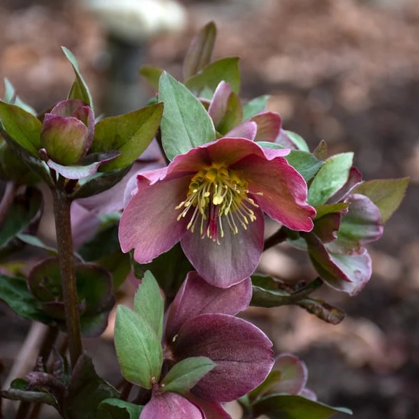 Helleborus Frostkiss® Pippa's Purple 2 Helleborus Frostkiss® Pippa's Purple - Image 2