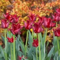 Tulip 'Red Dress' 7 Tulip 'Red Dress' -Olivia Plants Sales x600 38166
