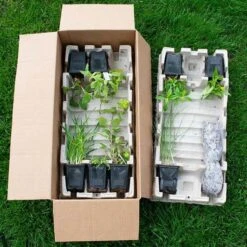 Start A Garden For Butterflies 22 Start A Garden For Butterflies -Olivia Plants Sales x600 38179